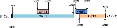 The Hepatitis E Virus Open Reading Frame 2 Protein: Beyond Viral Capsid